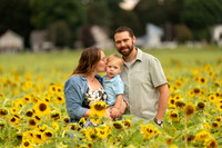 Andy & Whitney Sunflower Mini