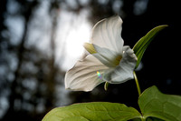 Flower Close ups