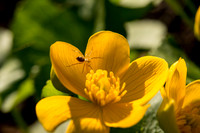 Flower Close ups