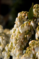 Flower Close ups