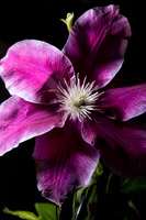 Flower Close ups