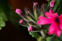 Flower Close ups