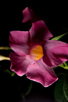 Flower Close ups