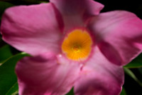 Flower Close ups