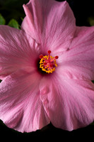 Flower Close ups