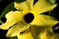 Flower Close ups