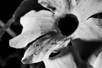Flower Close ups
