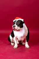 Johnson Holiday Session