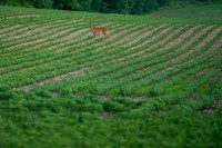 Zoar River Valley