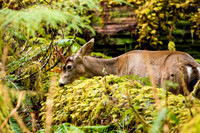 Seattle Washington