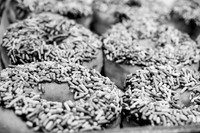 Wegmans Bakery
