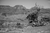 Arizona