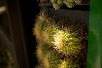 Arizona