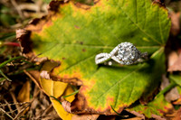 Tricia and Mark Engagement