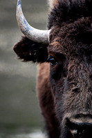 American Bison