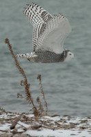Snowy Owls
