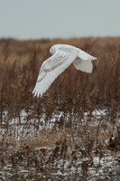 Snowy Owls