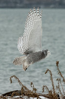 Snowy Owls