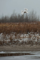 Snowy Owls