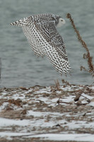Snowy Owls