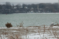 Snowy Owls