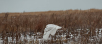 Snowy Owls
