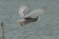 Snowy Owls