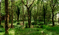 IRELAND