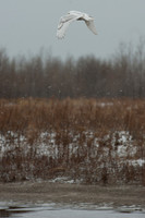 Snowy Owls