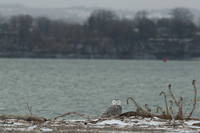 Snowy Owls