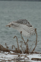 Snowy Owls