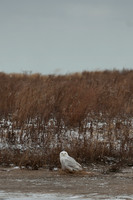 Snowy Owls